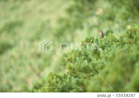 ギンザンマシコの雌（北海道） 55038287