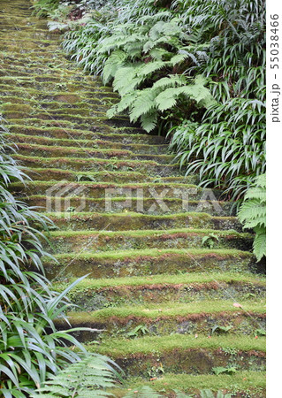 鎌倉市 妙法寺 苔階段の写真素材