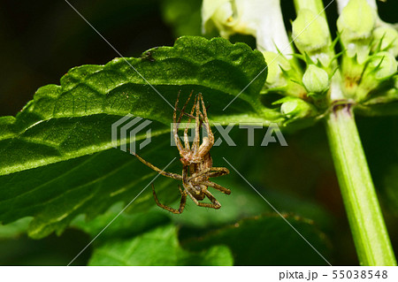 Close-up side view of faded brown spider-wolf Close-up side view of faded brown spider-wolf 55038548