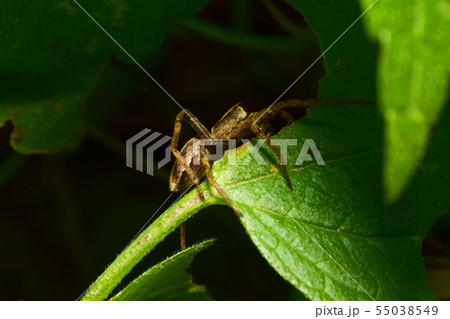 Macro view of the side of young wolf-spider Macro view of the side of young wolf-spider 55038549