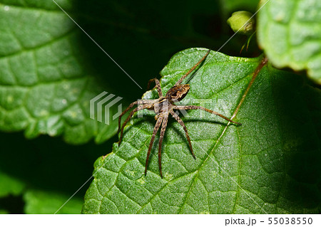 Macro view from above of brown-gray young Macro view from above of brown-gray young 55038550
