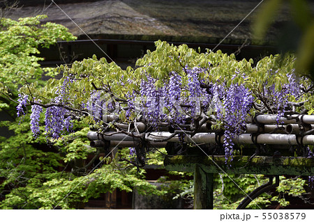 京都御苑　拾翠亭と藤棚 55038579