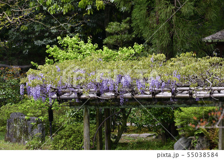 京都御苑　拾翠亭と藤棚 55038584