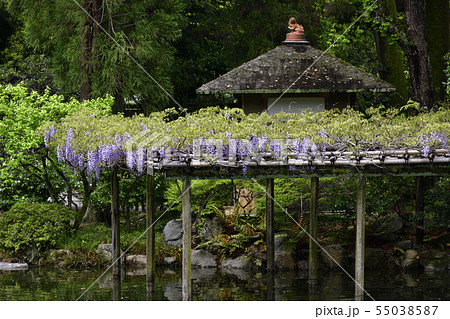 京都御苑 拾翠亭と藤棚 京都御苑 拾翠亭と藤棚 55038587