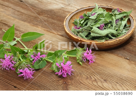 Fersh and dried  bergamot Fersh and dried  bergamot 55038690