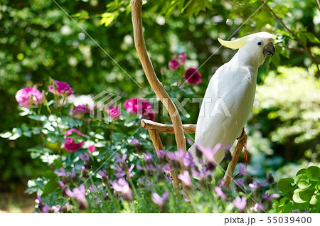 庭でくつろぐ鳥　オウム　インコ　白　ガーデニング　白い鳥　 55039400