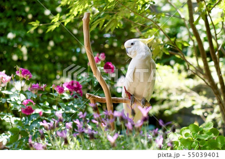 庭でくつろぐ鳥 オウム インコ 白 ガーデニング 白い鳥 庭でくつろぐ鳥 オウム インコ 白 ガーデニング 白い鳥 55039401