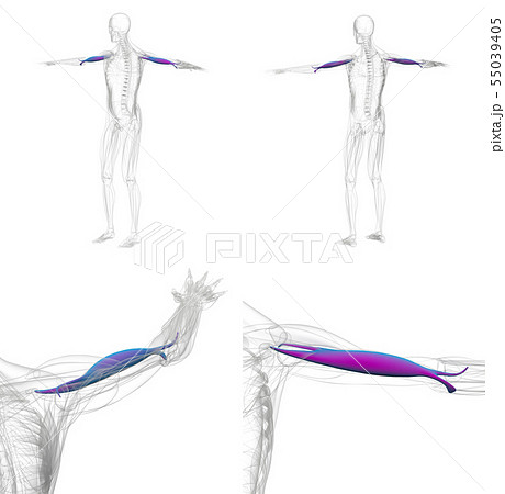 3d rendering illustration of violet and blue bicep 55039405