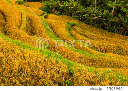 Terrace rice fields in Tegallalang, Ubud on Bali, Indonesia. 55039494
