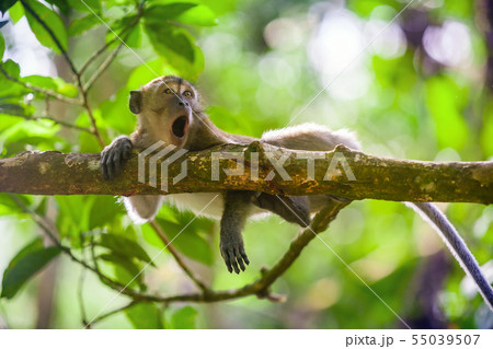 Crab-eating macaque Macaca fascicularis in Gunung Leuser National Park, Sumatra, Indonesia.. Crab-eating macaque Macaca fascicularis in Gunung Leuser National Park, Sumatra, Indonesia.. 55039507