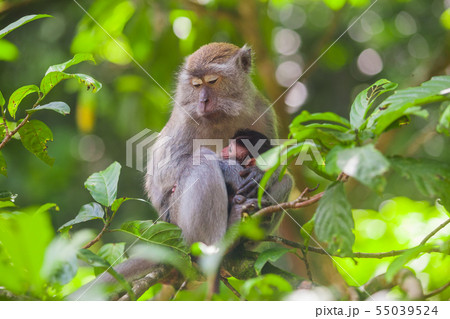 Crab-eating macaque Macaca fascicularis in Gunung Leuser National Park, Sumatra, Indonesia.. Crab-eating macaque Macaca fascicularis in Gunung Leuser National Park, Sumatra, Indonesia.. 55039524