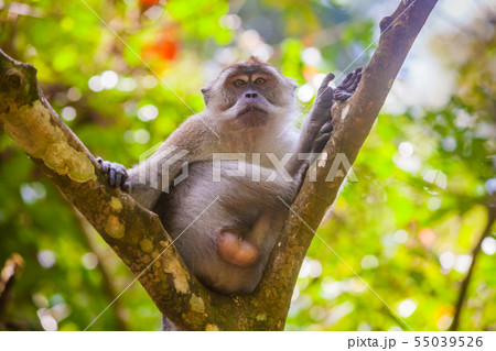 Crab-eating macaque Macaca fascicularis in Gunung Leuser National Park, Sumatra, Indonesia.. 55039526