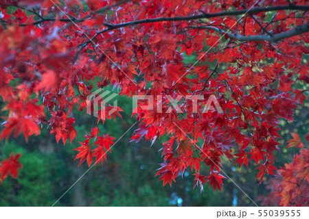 秋　紅葉の風景　アップ 55039555