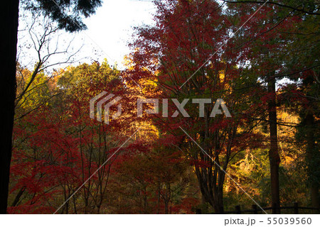 秋　紅葉の風景　木陰より2 55039560