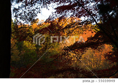秋　木陰からの風景　紅葉 55039949