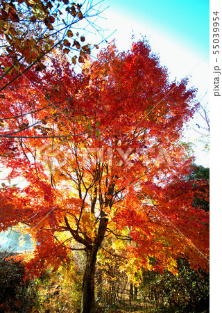 秋　紅葉と光の風景 55039954