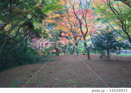 秋　紅葉の風景　赤い絨毯 55039955