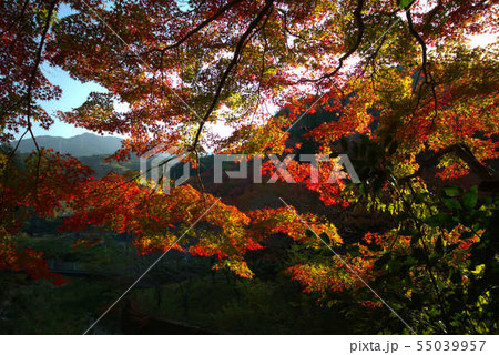 秋　紅葉の風景 55039957