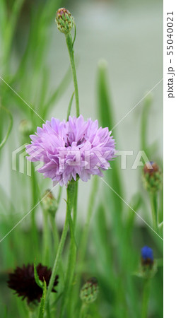 Cornflower blooming close - up view Cornflower blooming close - up view 55040021