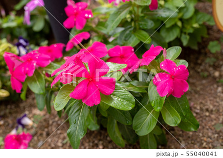 ビンカ・タイタン　日々草　 55040041