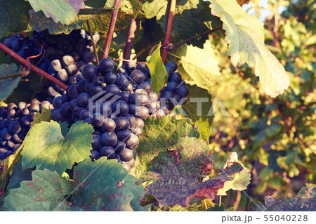 Close-up photo of vine grape in a vineyard between 55040228