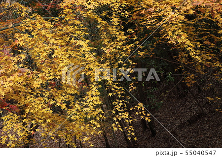 一庫公園の紅葉 55040547