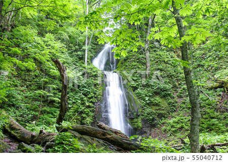奥入瀬渓流の滝 55040712