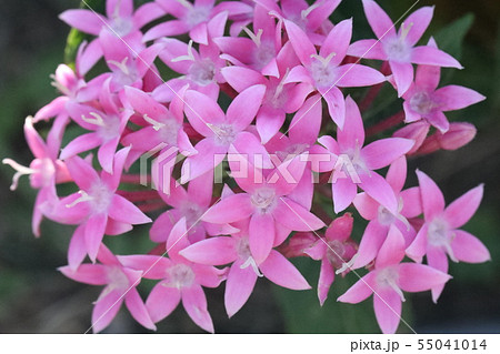 ペンタス 55041014