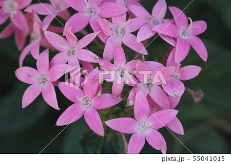 ペンタス 55041015