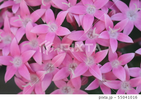 ペンタス 55041016