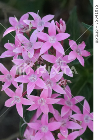 ペンタス 55041035