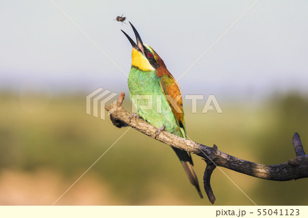 European bee-eater - Merops apiaster - with bee on a branch in the morning 55041123
