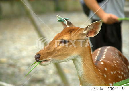 鹿 シカ しか 55041184