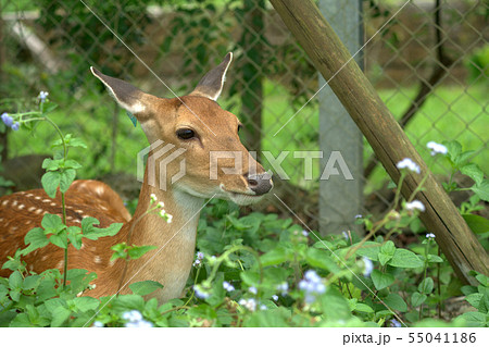 鹿 シカ しか 55041186