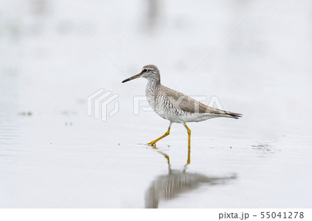 キアシシギ 55041278