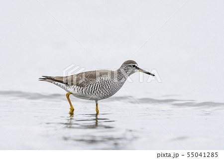 キアシシギ 55041285