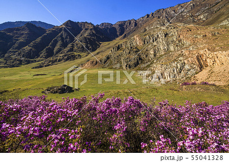 Rhododendron bushes on the background of the beautiful mountain scenery 55041328