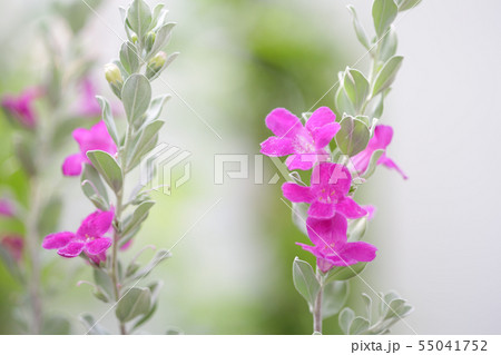 Barometer Brush flower 55041752
