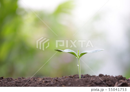 Young green plant with dew growing 55041753
