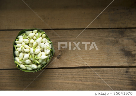 jasmine on the wood 55041970