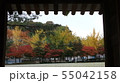 秋 紅葉 落葉 55042158