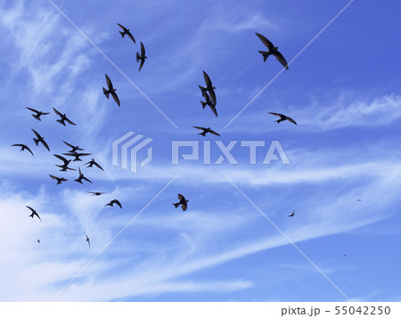 アマツバメ群飛 55042250