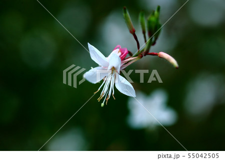 ハクチョウソウの花 55042505