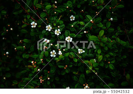 イヌツゲ 咲き始めた白い小花 イヌツゲ 咲き始めた白い小花 55042532