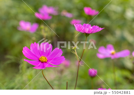 美しいコスモス 美しいコスモス 55042881