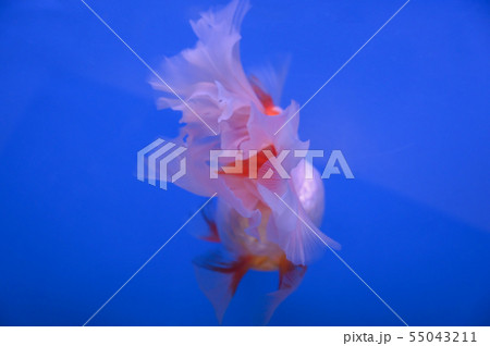 Beautiful fish on the background wallpaper 55043211