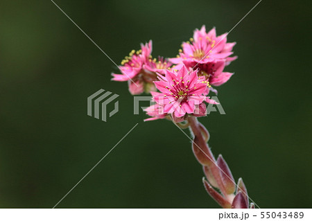 クモノスバンダイソウの花 55043489