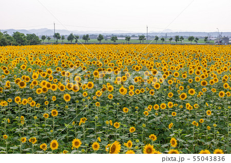 ヒマワリ畑 55043836