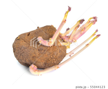 One Sprouted potatoes isolated on white background One Sprouted potatoes isolated on white background 55044123