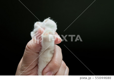 The human hand is catching the cat's paw. The human hand is catching the cat's paw. 55044680